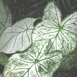 Candidum Candidum Fancy Leaf Caladium