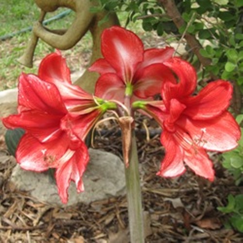 Charisma Charisma Amaryllis