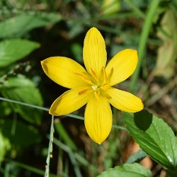 Citrina Zephyranthes Citrina