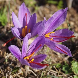 Crocus_Sativus Crocus Sativus (Fall-Flowering)