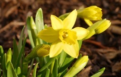 Bulbs for the South