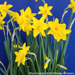 Sweetness Daffodil
