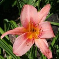 Daylilies by the Bushel