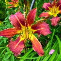 Daylilies by the Bushel