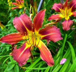 Daylilies by the Bushel