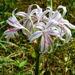 Digweedii Crinum
