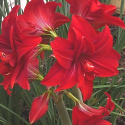 Amaryllis Gift Kit
