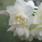 Double Daffodils