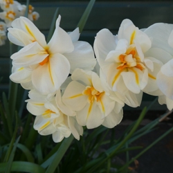 Double_Sir_Winston_Churchill Sir Winston Churchill Daffodil