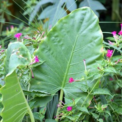 Elephant Ears