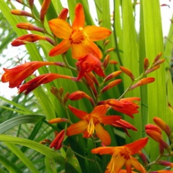 Emily_McKenzie Emily McKenzie Crocosmia
