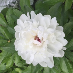 Festiva Maxima Peony Clumps