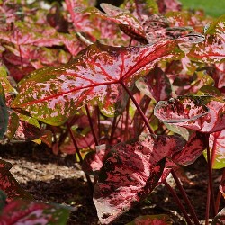 Flickr_Carolyn_Wharton Carolyn Wharton Fancy Leaf Caladium