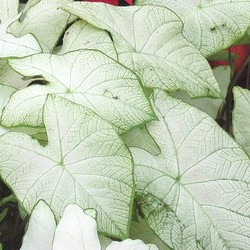Flickr_Martin_Florida_Moonlight Florida Moonlight Dwarf Caladium