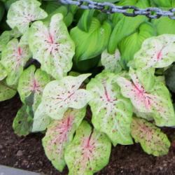 Flickr_Miss_Muffet Miss Muffet Dwarf Caladium