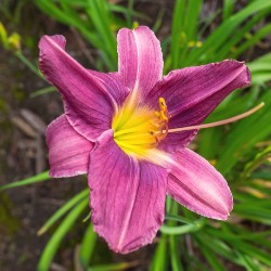 Flickr_Prairie_Blue_Eyes Prairie Blue Eyes Daylily