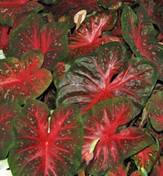 Flickr_Red_Flash Red Flash Fancy Leaf Caladium