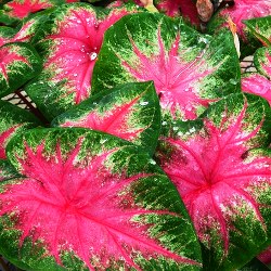 Flickr_Rosebud Rosebud Caladium