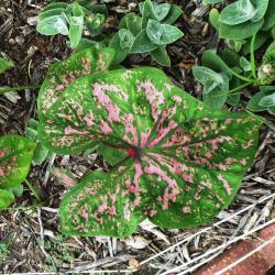 Florida_Elise Florida Elise Fancy Leaf Caladium
