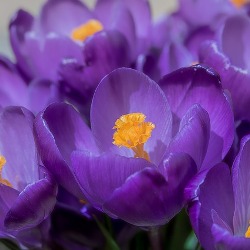 Flower_Record Flower Record Crocus
