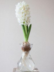 Forcing Vase