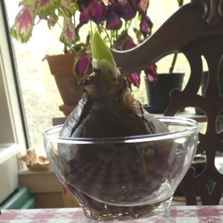 Forcing Vases