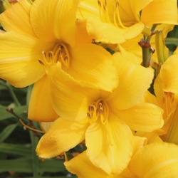 Fotki_Dunn_Buttered_Popcorn Buttered Popcorn Daylily