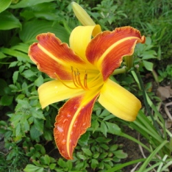Frans_Hals Frans Hals Daylily