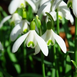 Galanthus Nivalis
