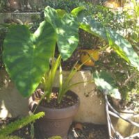 Gale_Jacks_Giant Colocasia Esculenta Jack's Giant
