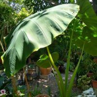Gale_Jacks_Giant2 Colocasia Esculenta Jack's Giant