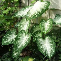 Garden_Org_Ryan_Stardust Stardust Fancy Leaf Caladium