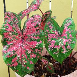 Garden_Org_Vosbury_Fire_Chief Fire Chief Fancy Leaf Caladium