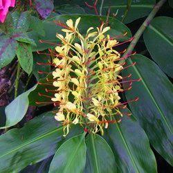Hedychium Gardnerianum