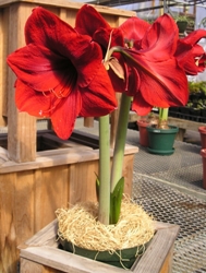 Gift_Kit Amaryllis Gift Kit