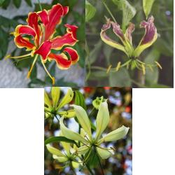 Gloriosa Collection