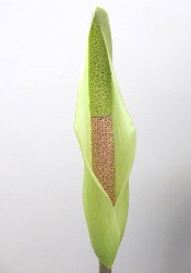 Goosen2_Amorphophallus Amorphophallus Nepalensis