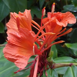 Hedychium Greenii