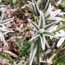 Goosen_Ornithogalum_Nutans Ornithogalum Nutans