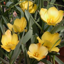 Goosen_Species_Bright_Gem Bright Gem Tulip