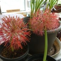 Haemanthus Haemanthus (Scadoxus) Multiflora