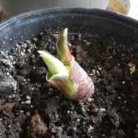 Haemanthus2 Haemanthus (Scadoxus) Multiflora