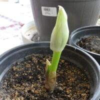 Haemanthus3 Haemanthus (Scadoxus) Multiflora