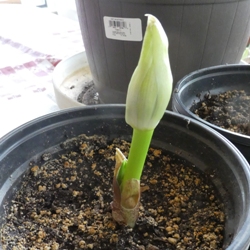 Haemanthus3 Haemanthus (Scadoxus) Multiflora