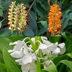 Hedychium_Collection Hedychium Collection