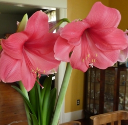 Amaryllis Gift Kit