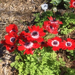 Hollandia Anemone