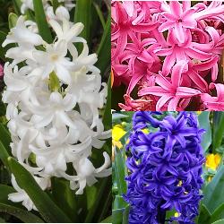 Hyacinth_Collection Hyacinth Collection