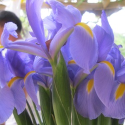 Iris