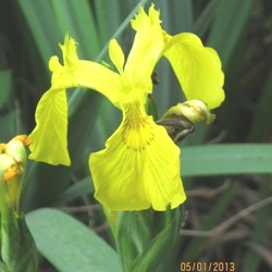 Rising Sun Japanese Iris
